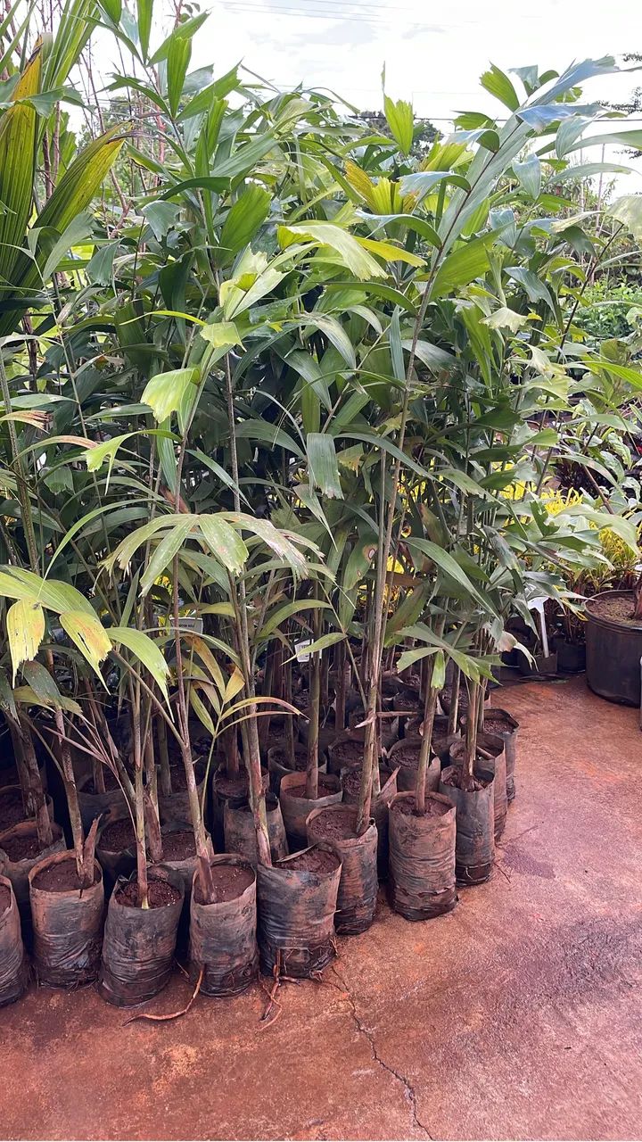 Muda De Palmeira Rabo Raposa 