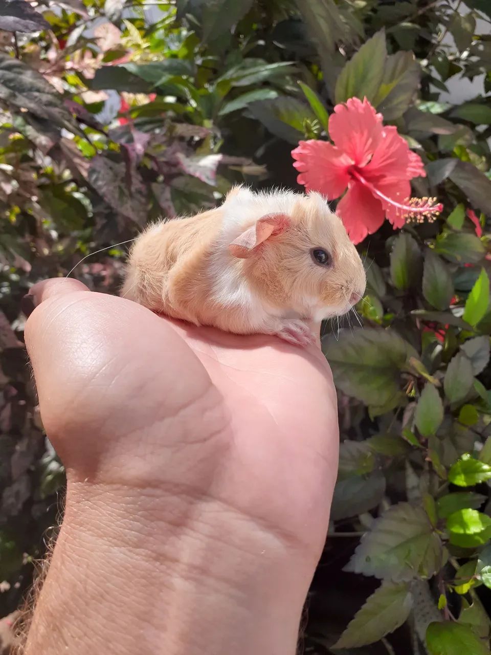 Porquinho da india Peruano  - Foto 3