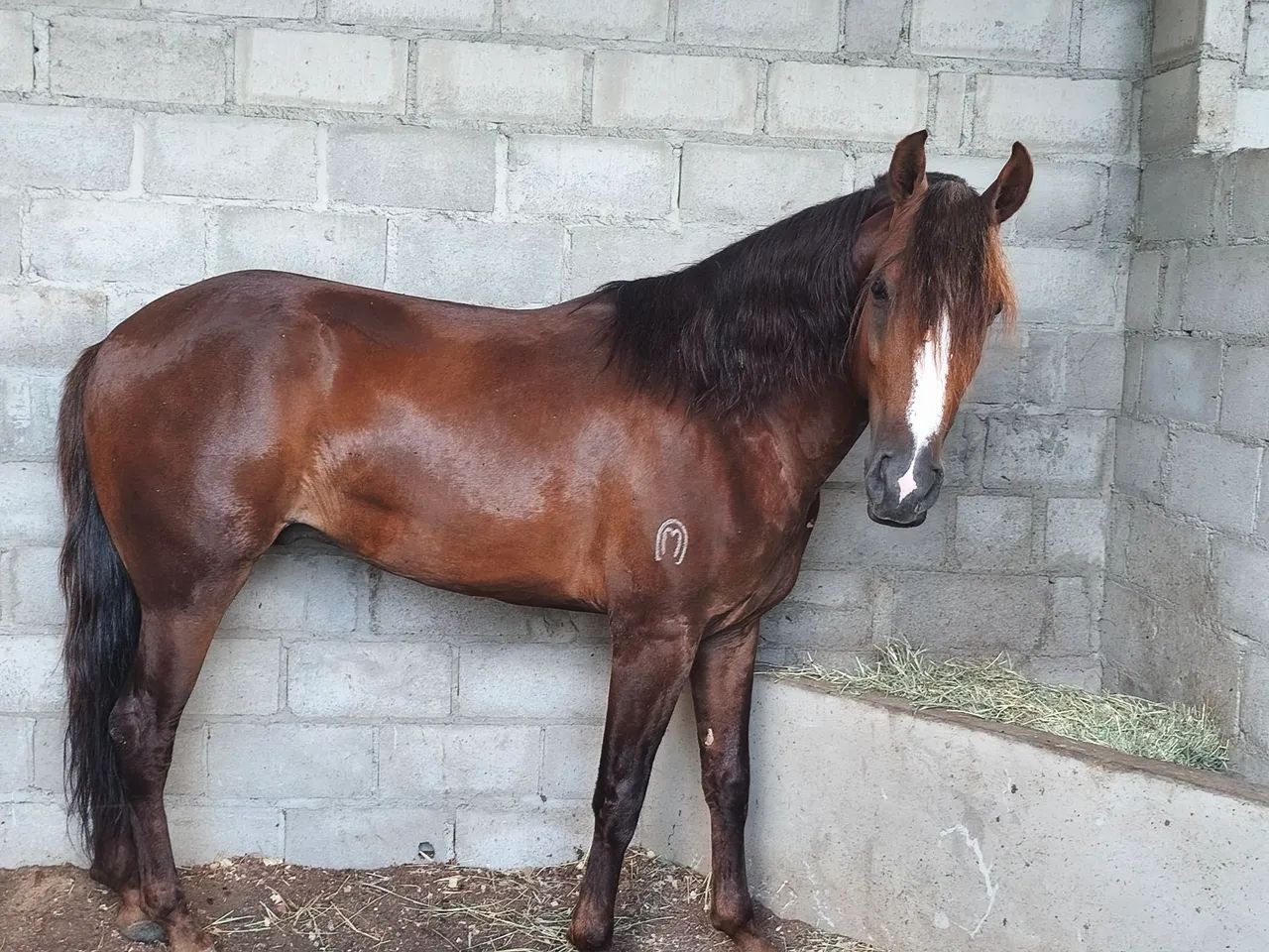 Cavalo marcha picada 