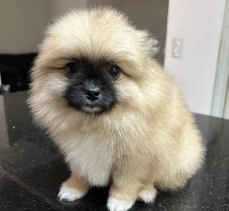 Lulu-da-pomerânia - Foto 4
