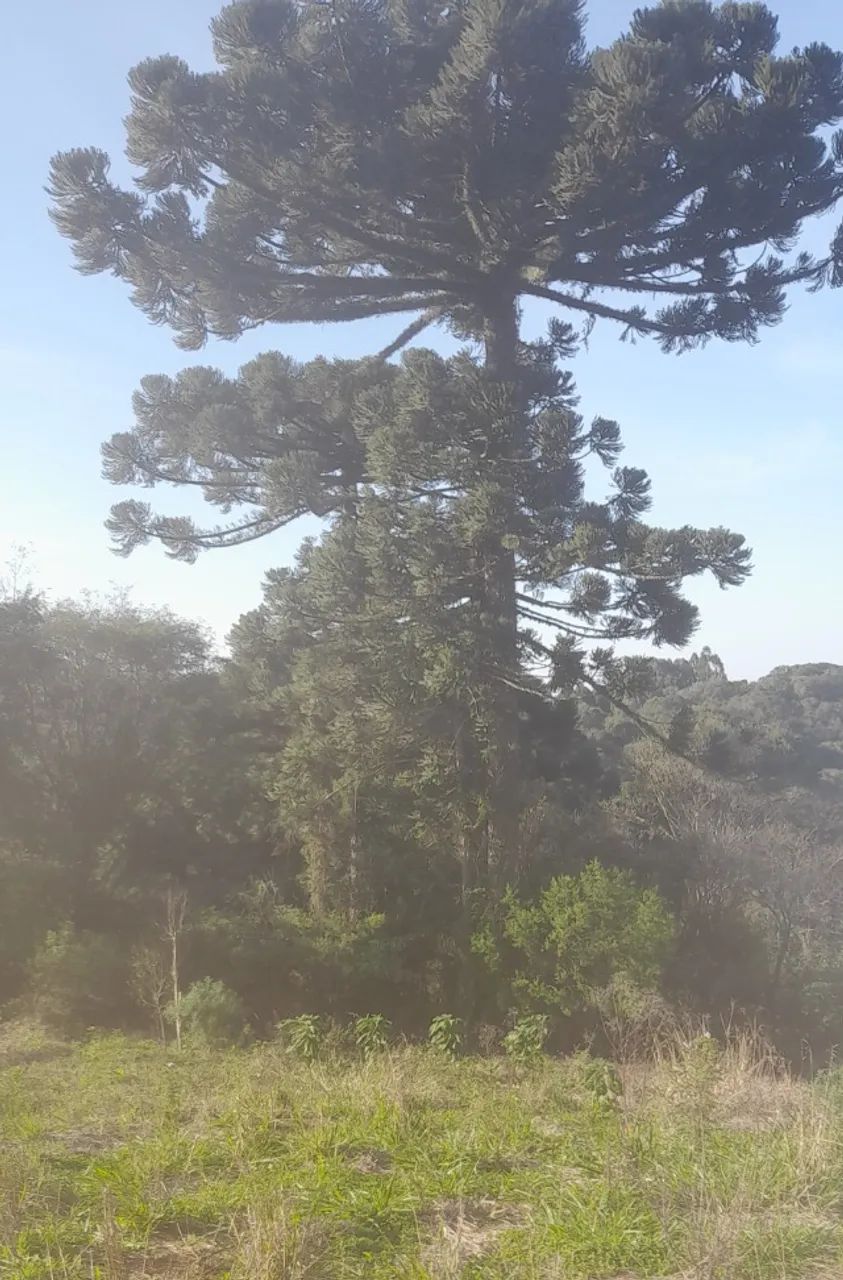 Terreno em local privilegiado ! - Foto 5