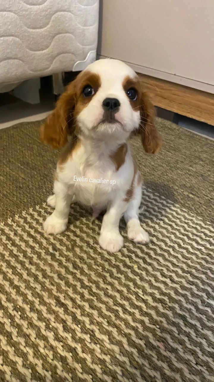 Cavalier fêmea e machinho  - Foto 2
