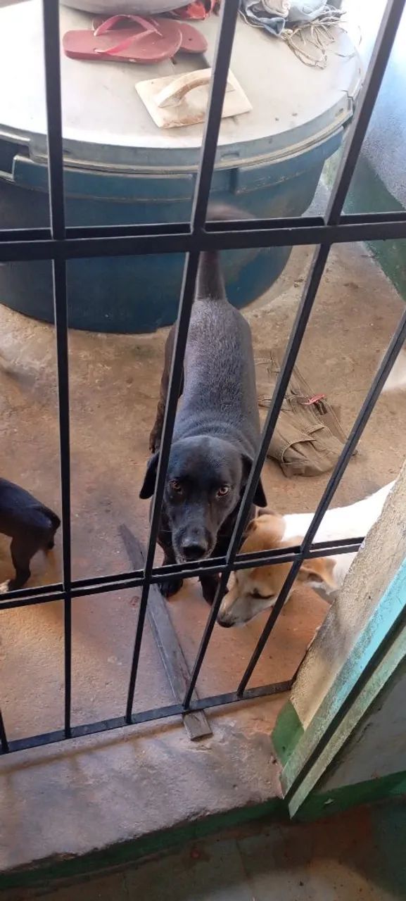 Doação de cachorro e cachora - Foto 3