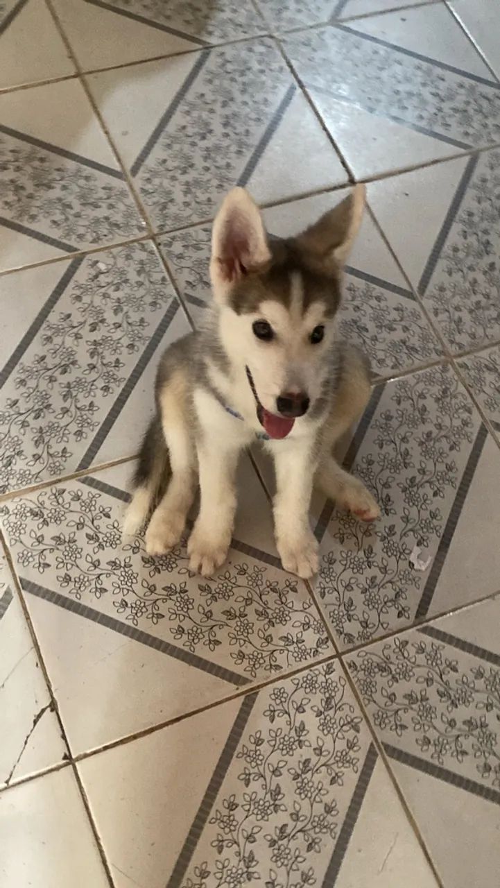 Husky siberiano