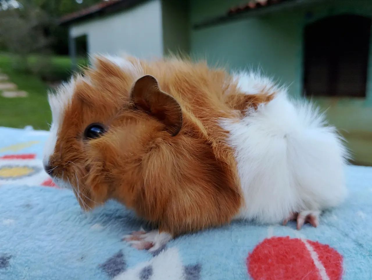 Porquinho da índia abissínio  - Foto 3