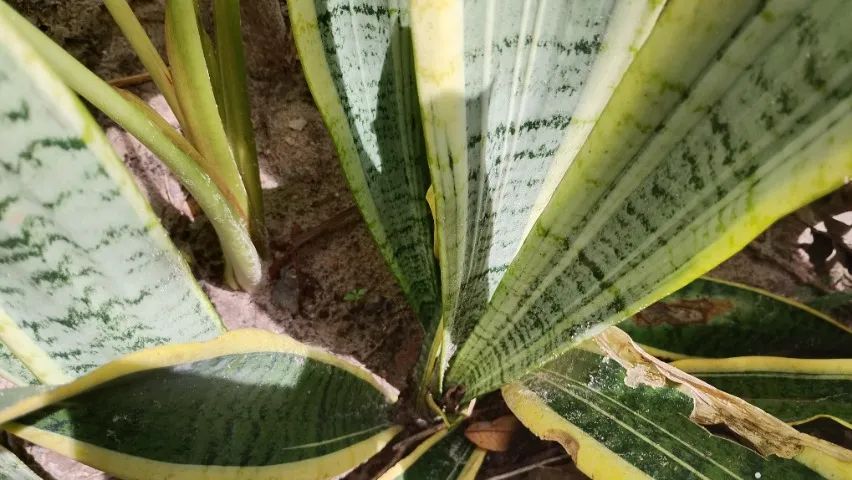 VENDO MUDAS DE ESPADA DE SÃO JORGE - Foto 3