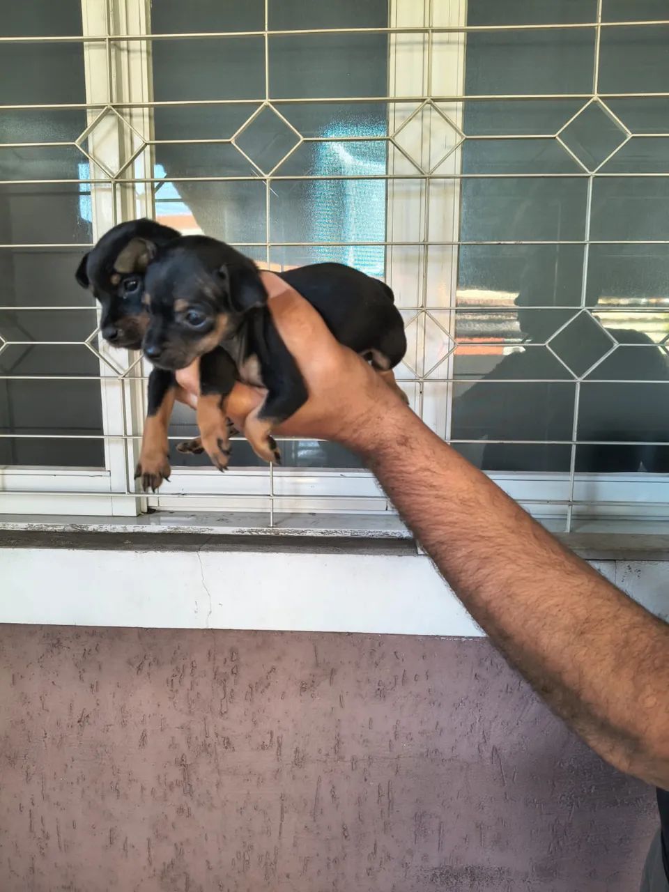 Pinscher filhotes 