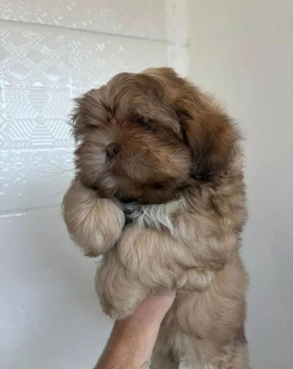 Shihtzu 