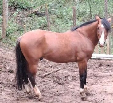 Cavalo crioulo - Foto 5