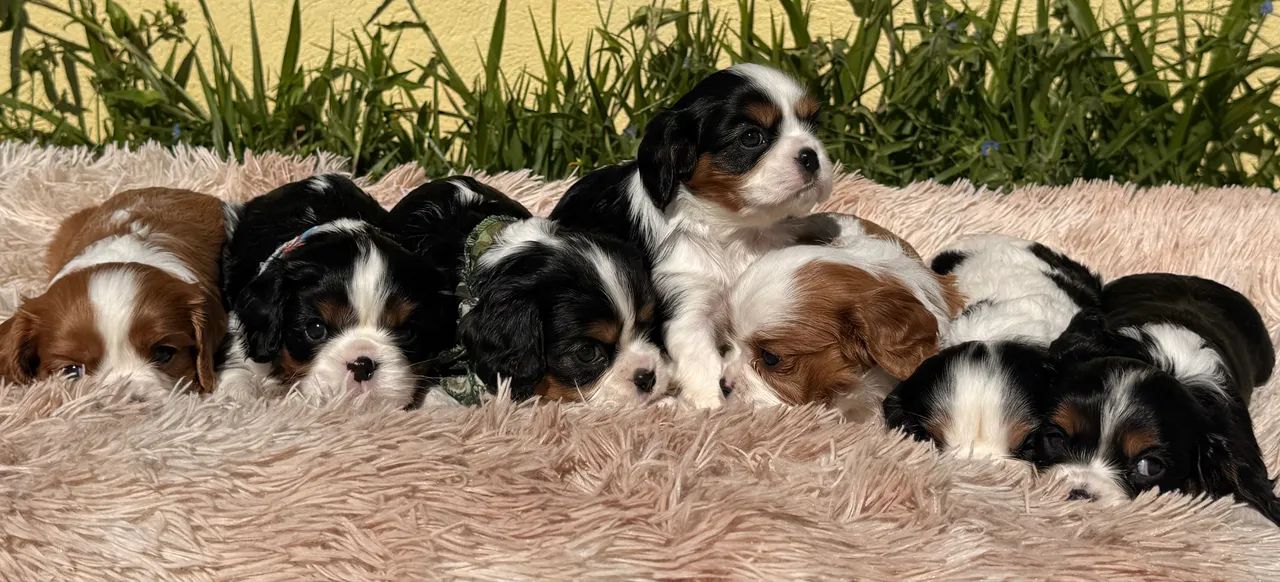 Cavalier King Charles  - Foto 4