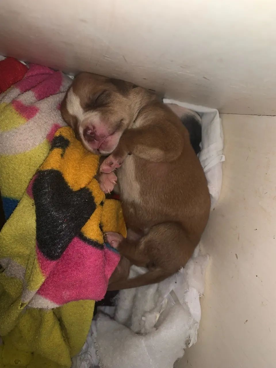 Vendo filhotes de pit bull  - Foto 3
