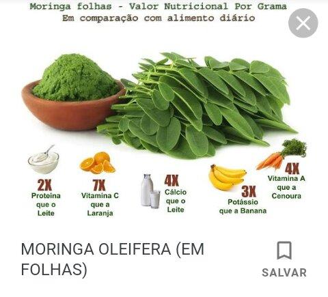 Moringa Oleifera Tenho Mudas Producao Rural Olaria Porto