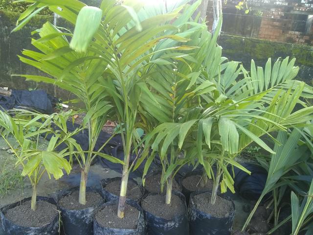 Plantações