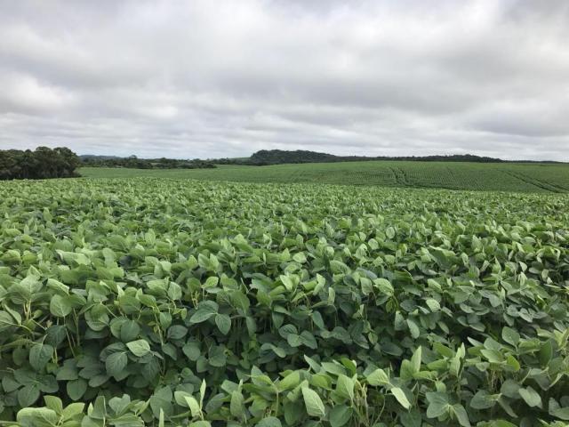 Fazenda à venda, R$ 18.900.000 - Pitanga/PR - Foto 5