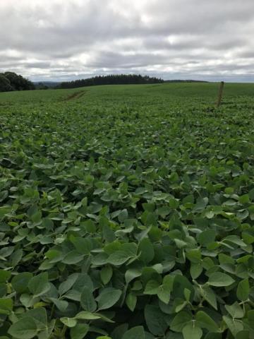 Fazenda à venda, R$ 18.900.000 - Pitanga/PR - Foto 6