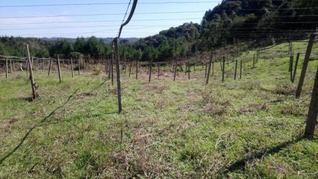 Chácara à venda, 29900 m² por R$ 189.999 - Bacaetava - Colombo/PR - Foto 15