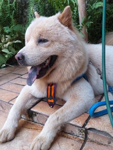 A Procura de uma linda garota - Foto 2
