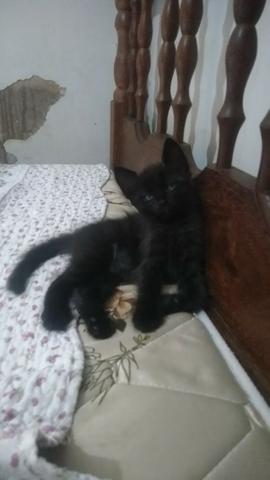 Doação de 5 gatinhos filhotes. 4 pretos (3 machos e 1 fêmea) e uma chamuscada - Foto 4