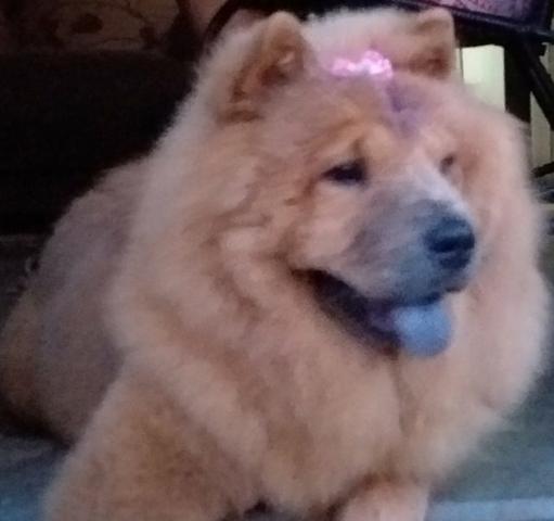Filhotes de Chow Chow A venda - Foto 6