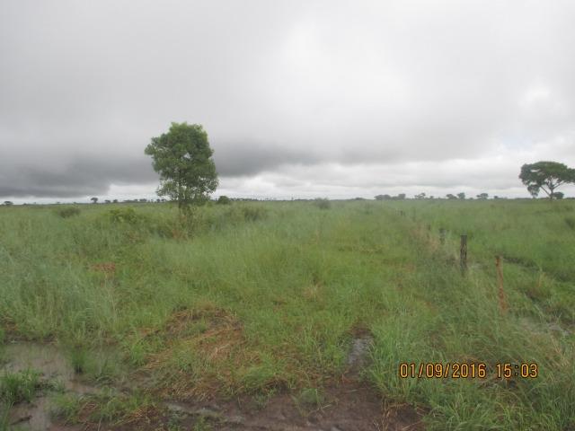 Fazenda na região do abobral,pra venda e arrendamento.2,800 ha - Foto 5