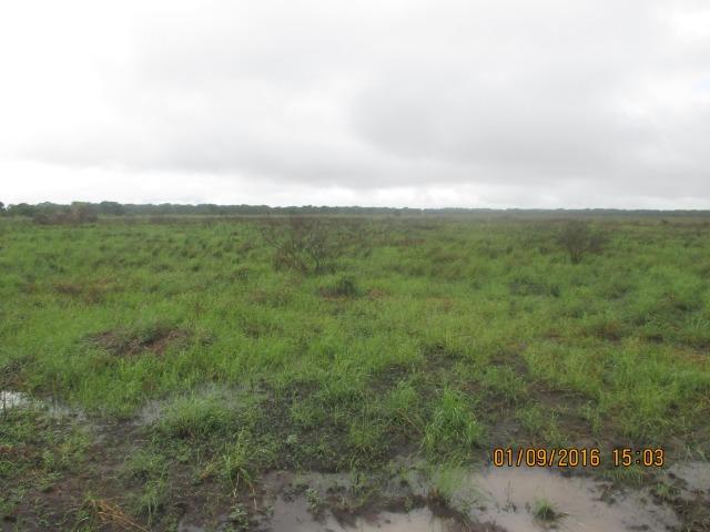 Fazenda na região do abobral,pra venda e arrendamento.2,800 ha - Foto 9