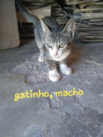 Casal de gatinhos - Foto 4