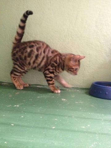 Bengal macho lindo disponível !