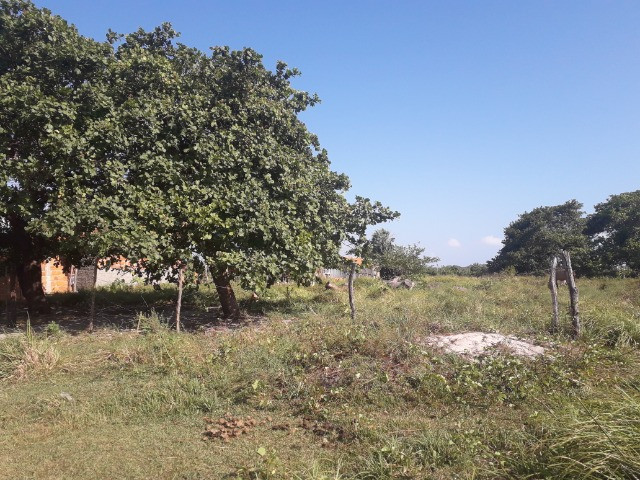 Terreno 10 x 30 m R$ 35.000,00 - Foto 7