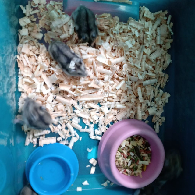 Hamster Sírios e anã russo... - Foto 2