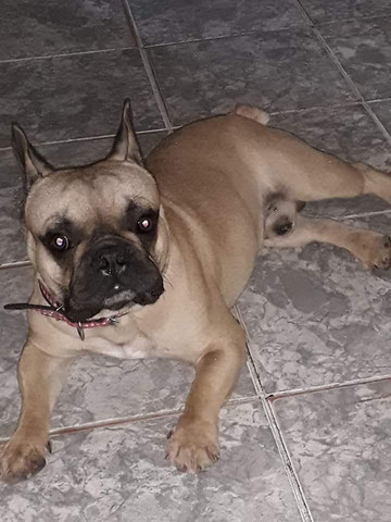 Procura uma fêmea para cruzar com o simba - Foto 6