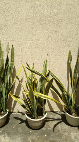 Planta espada de São Jorge - Foto 4