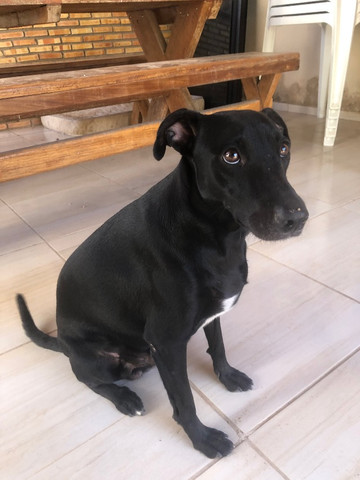 Procuro uma namorada labradora pra ele