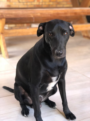 Procuro uma namorada labradora pra ele - Foto 3