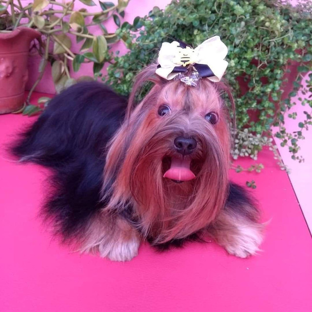 Banho e tosa ! - Foto 4