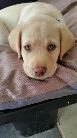    Labrador Filhotinhos, Vacinados e Garantia  - Foto 3