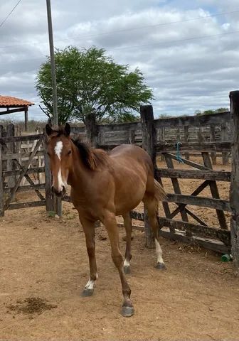 Fundo Cavalo Marrom Olha Para O Que Está Na Frente Dele Fundo, Fotos De  Cavalo Quarto De Milha, Cavalo, Animal Imagem de plano de fundo para  download gratuito