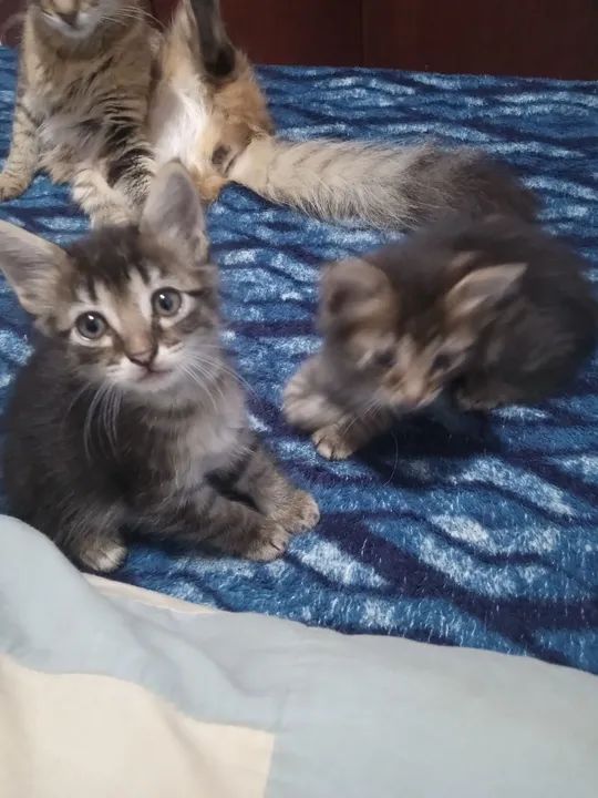 Três gatinhos fofinhos para adoção - Foto 5