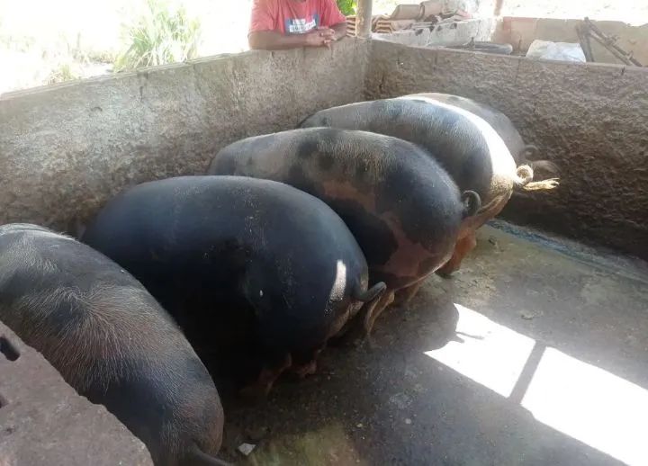 Porcos gordo - Animais para agropecuária - Vila Almeida, Campo Grande  1348953271 | OLX