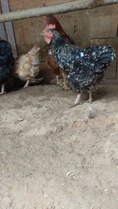 Gsb sertanejo balão  - Foto 5