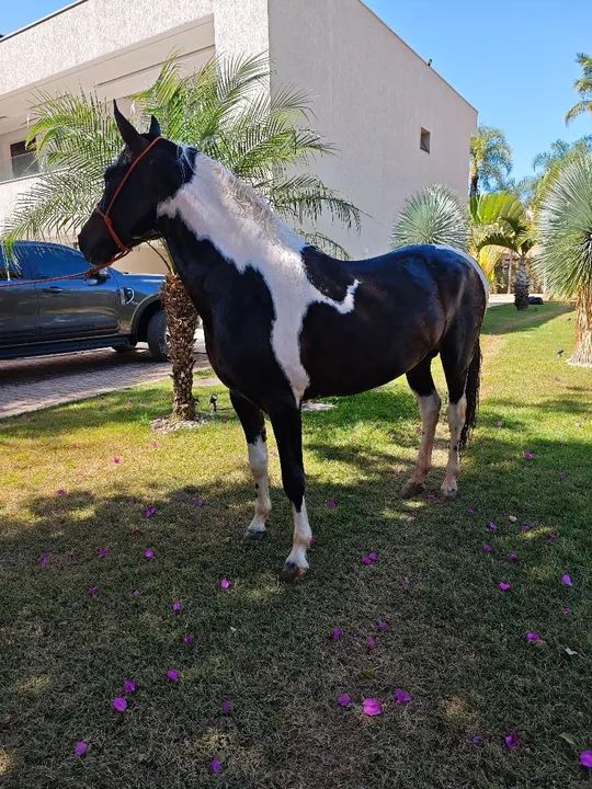 Troco por égua ///Garanhão mangalarga registrado Picada Genuina