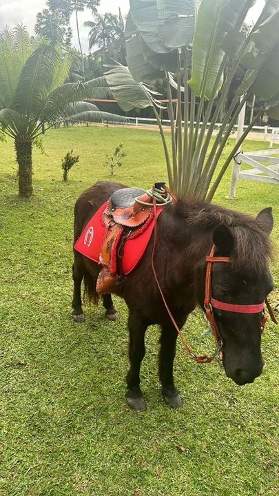 Pônei para passeio e uma ovelha