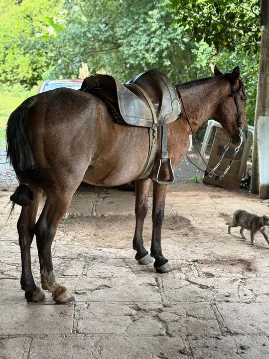 Cavalo para venda - Foto 4