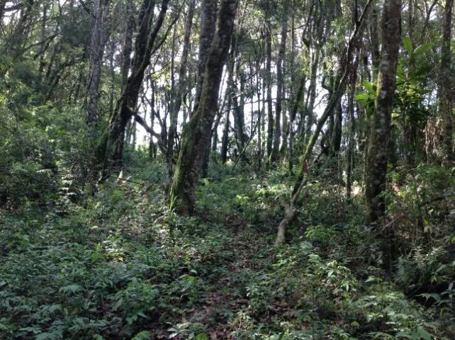Terreno com 3.437,43m² por R$380.000,00, a 2.000m da Represa Passaúna. - Foto 10