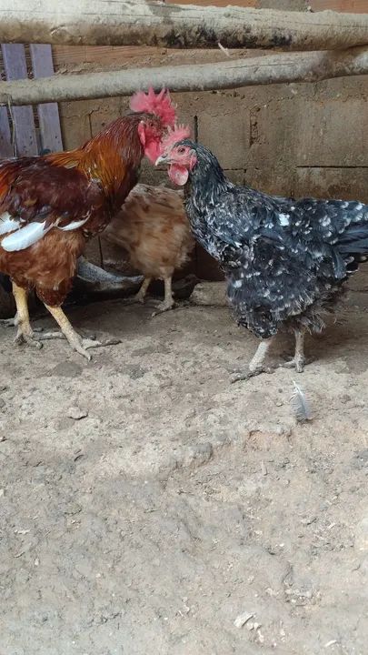 Gsb sertanejo balão  - Foto 4