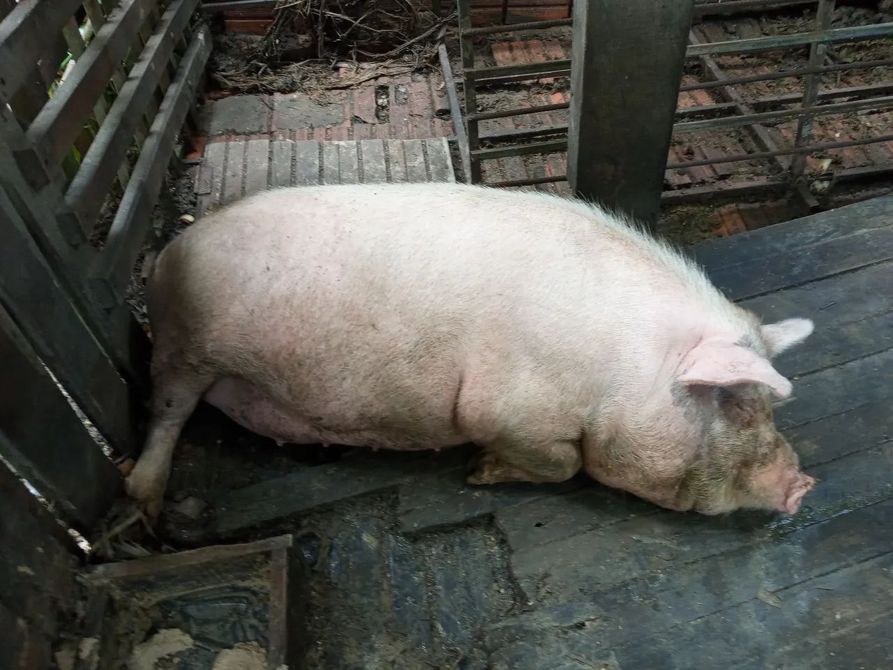 Porca para o Natal  - Foto 2