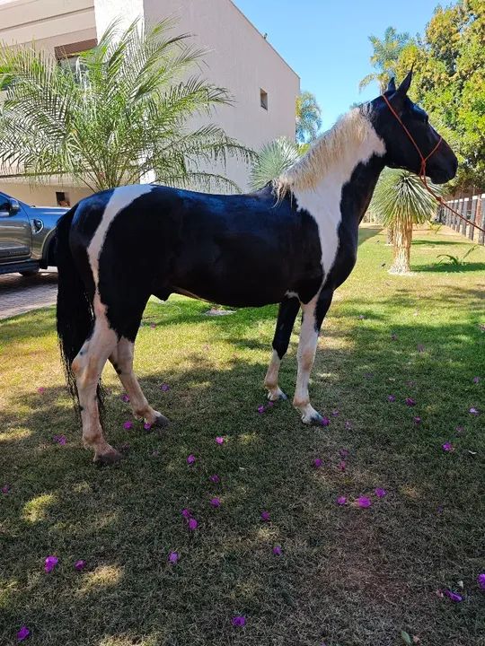 Troco por égua ///Garanhão mangalarga registrado Picada Genuina - Foto 3