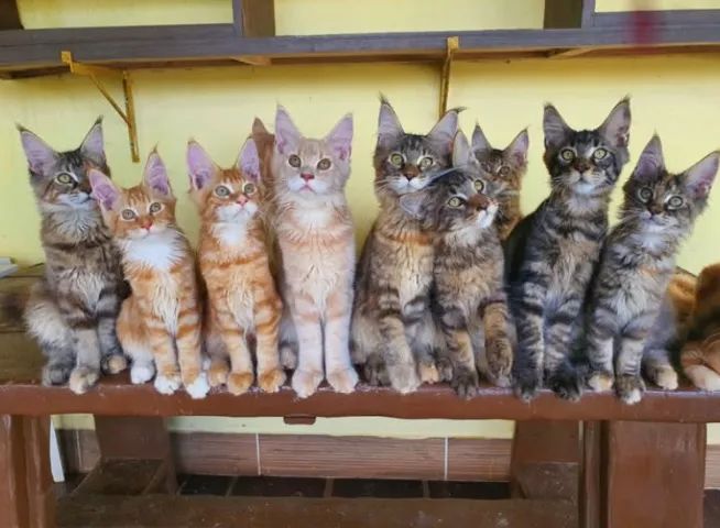 Maine Coon apronta entrega - Foto 3