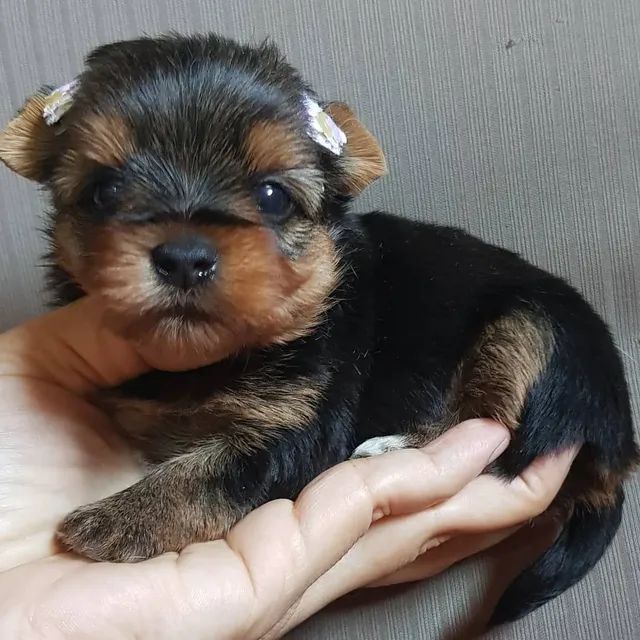 Yorkshire terrier sales mini toy olx