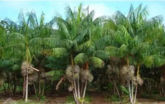 AÇAÍ BRS PAI D'EGUA e AÇAÍ BRS PARÁ ANÃO - Foto 6