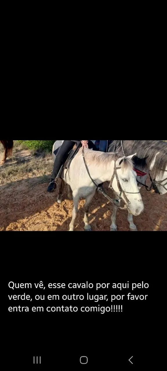 Cavalo roubado em camaçari 